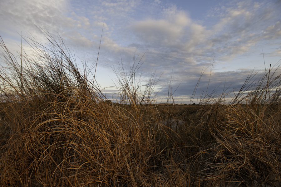 Sea Grass and Sky