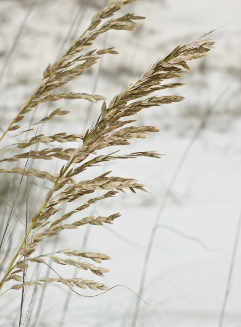 Sea Oats