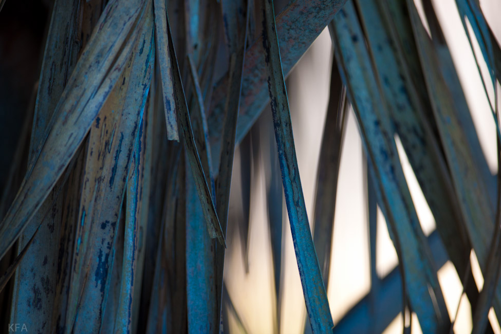 Dried palm From
