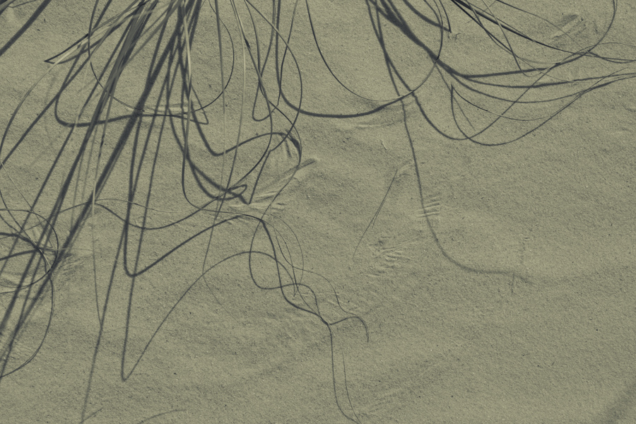 Duotone Dune Grass