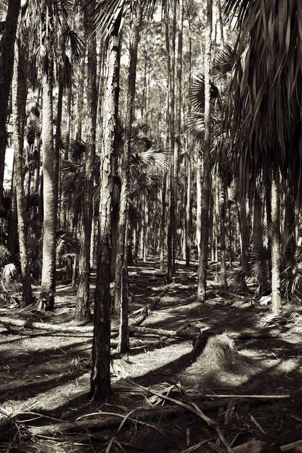Palm Forest