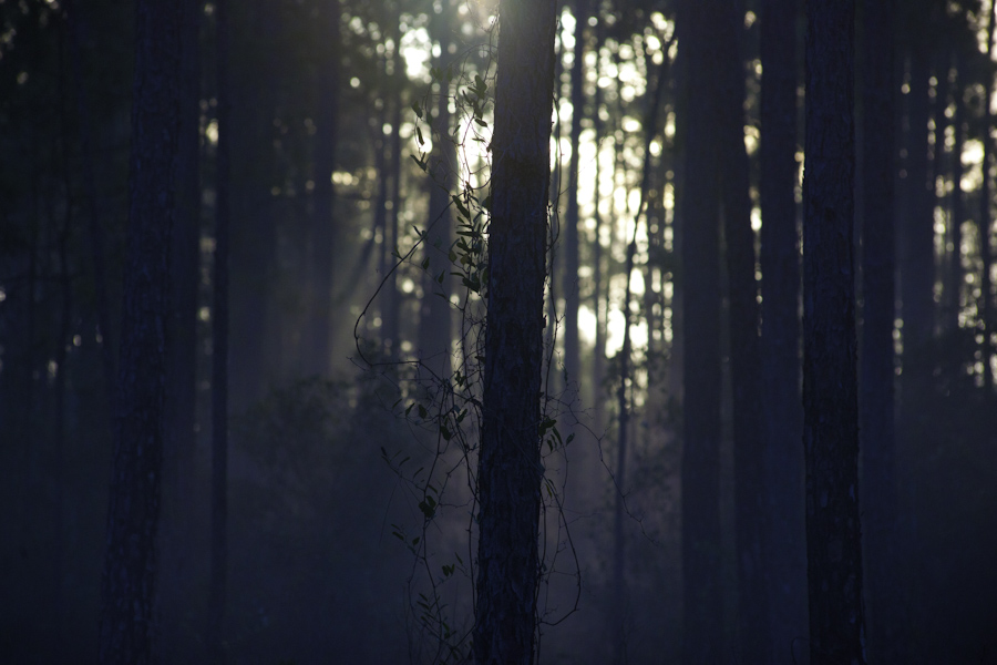 Fore Lake Woods