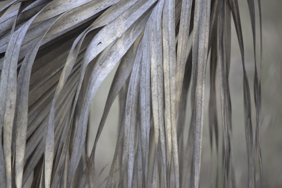 Dried Palm Frond