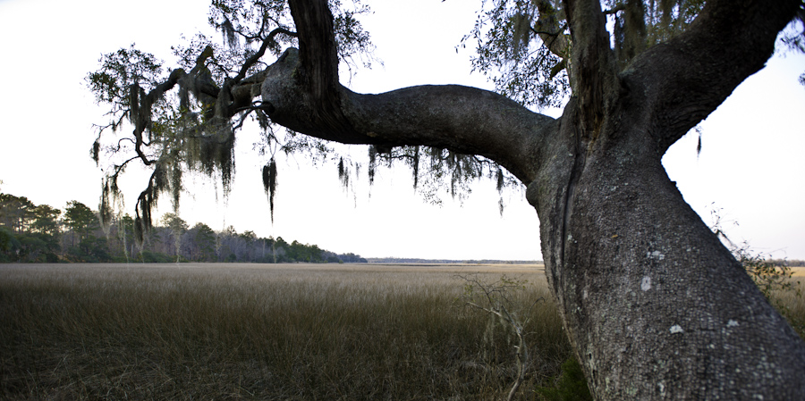 Marsh Near Altamaha