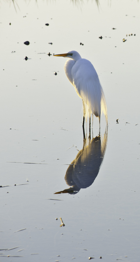 Skidaway Egret