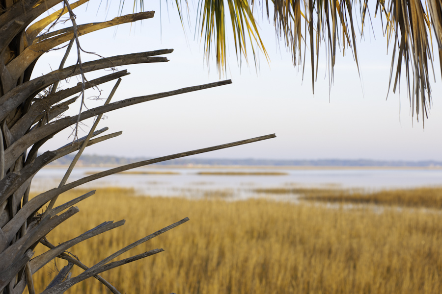 Skidaway Palm 1
