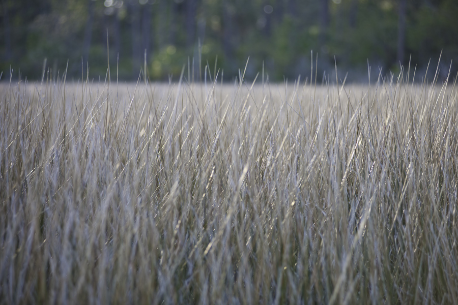 Wakulla Marsh Grass
