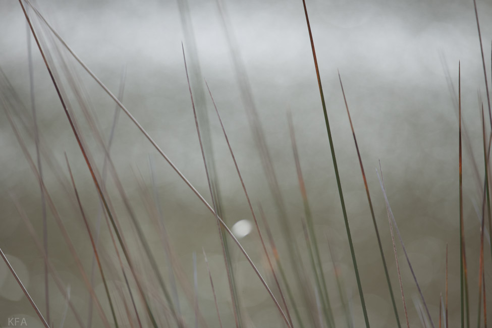 Skidaway Grass 2
