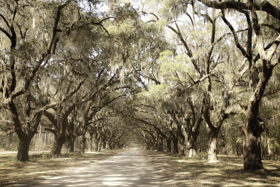 Oak Alee