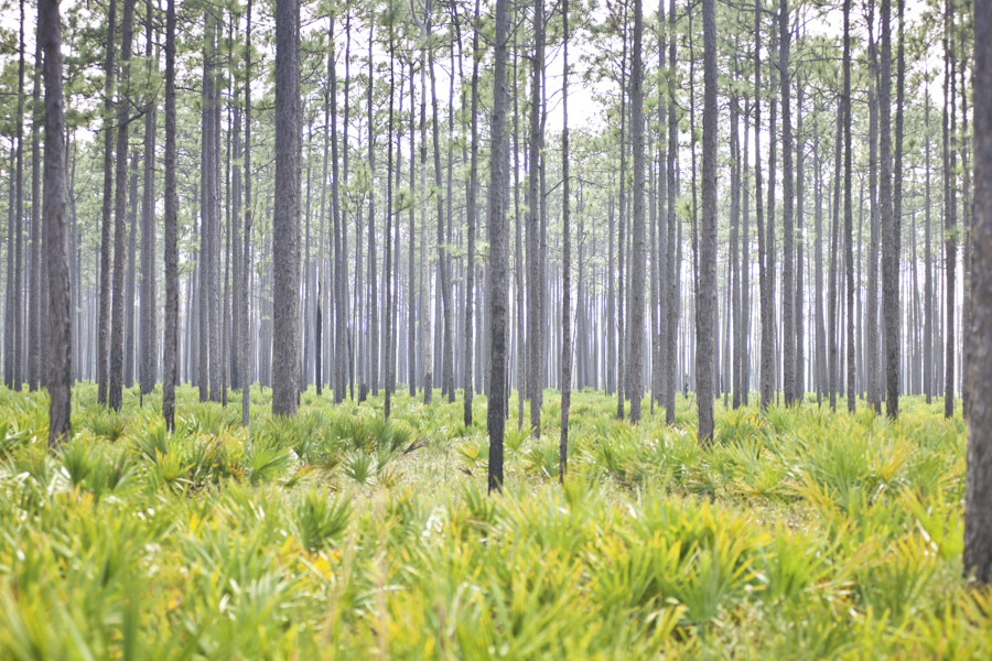 Ochlockonee Pines and Palmeto