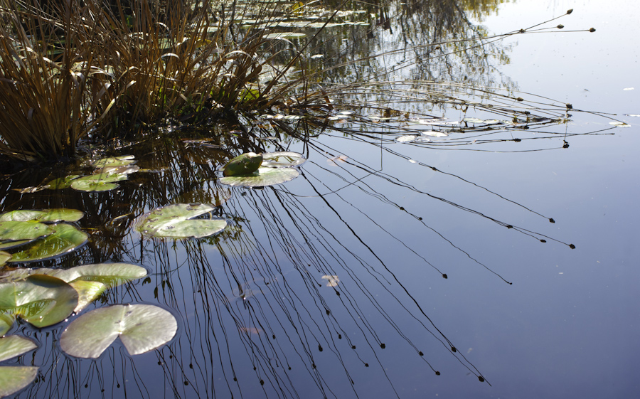 Okefenokee 1