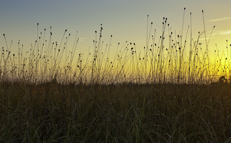 Okefenokee 2