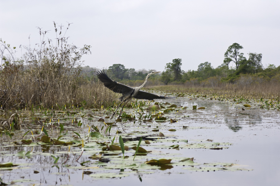 Okefenokee 3