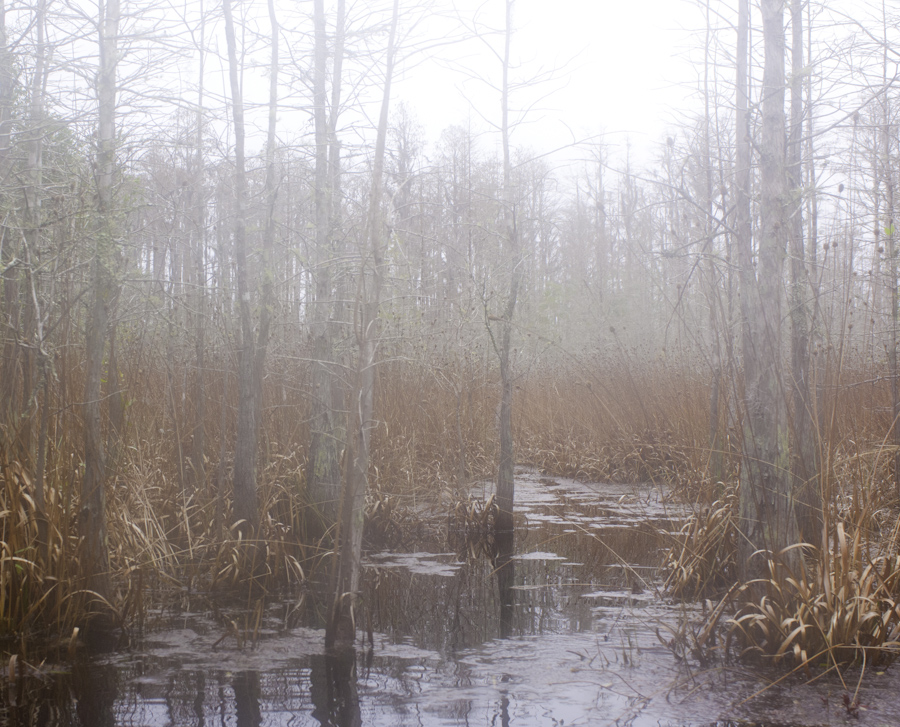 Okefenokee 4
