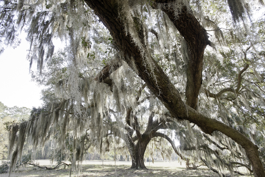 Hofwyl Broadfield Plantation Oaks