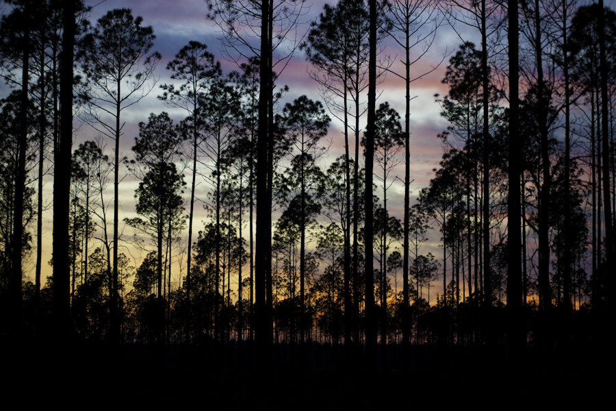 Wakulla Pines