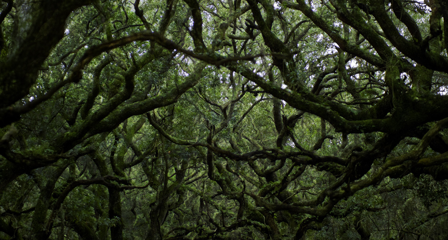 Cumberland Oaks and Moss