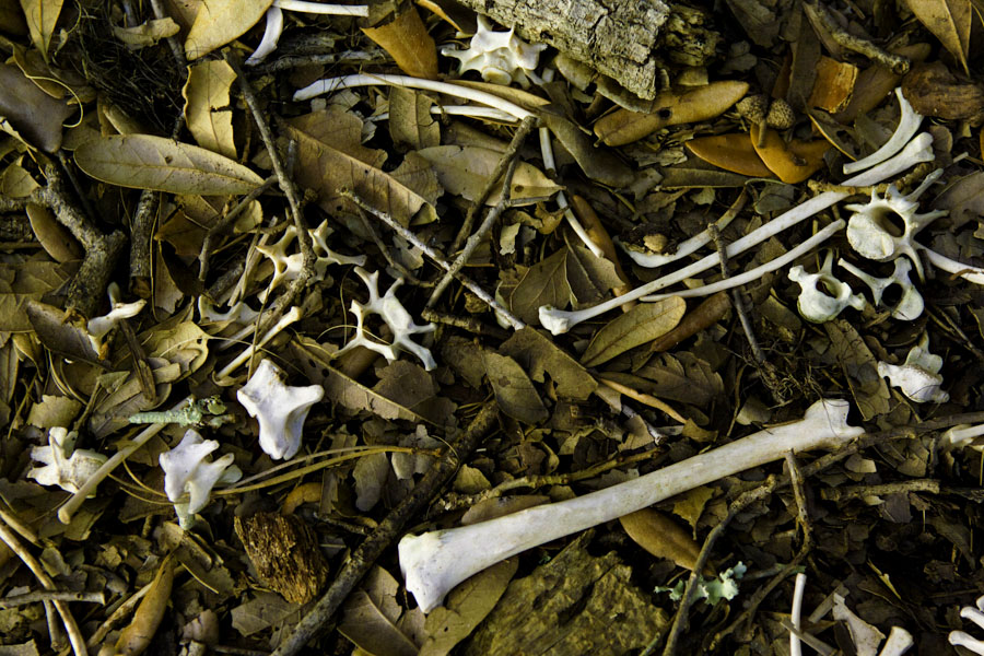Cumberland Island Forest Floor