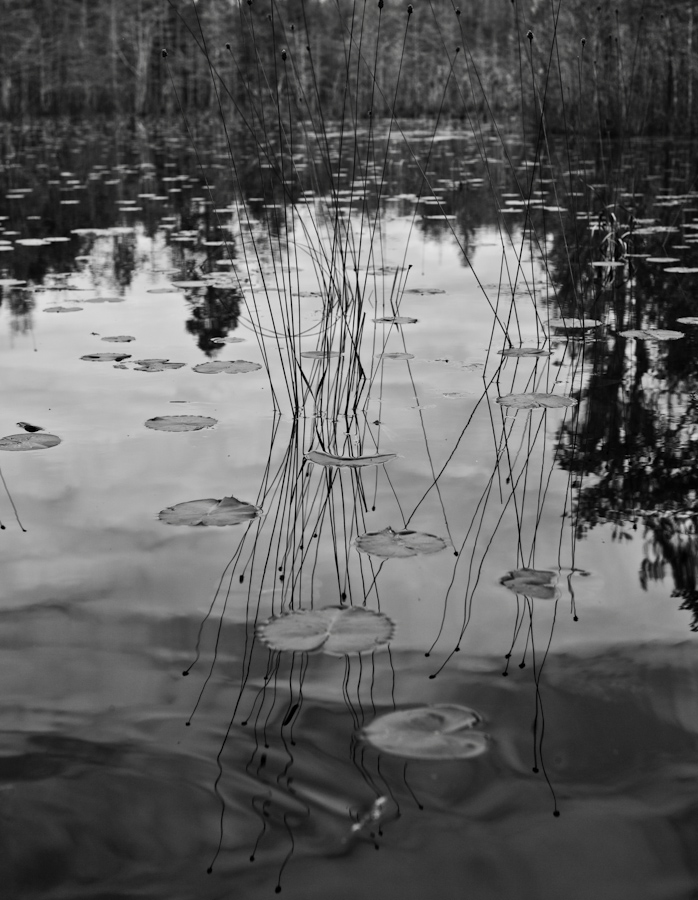 Okefenokee reflection