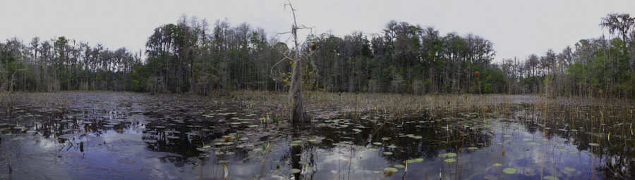 Okefenokee Panorama