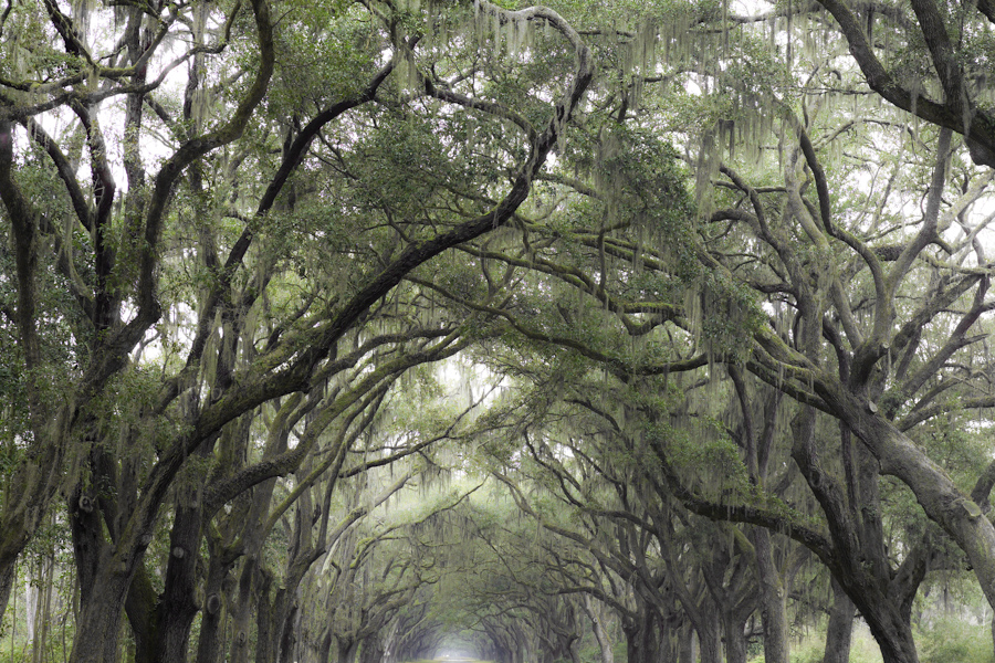 Wormsloe Oak Alley