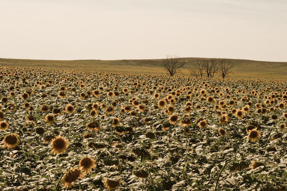 Montana Sunflower