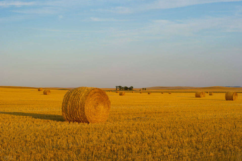 Montana Hay Roll 1