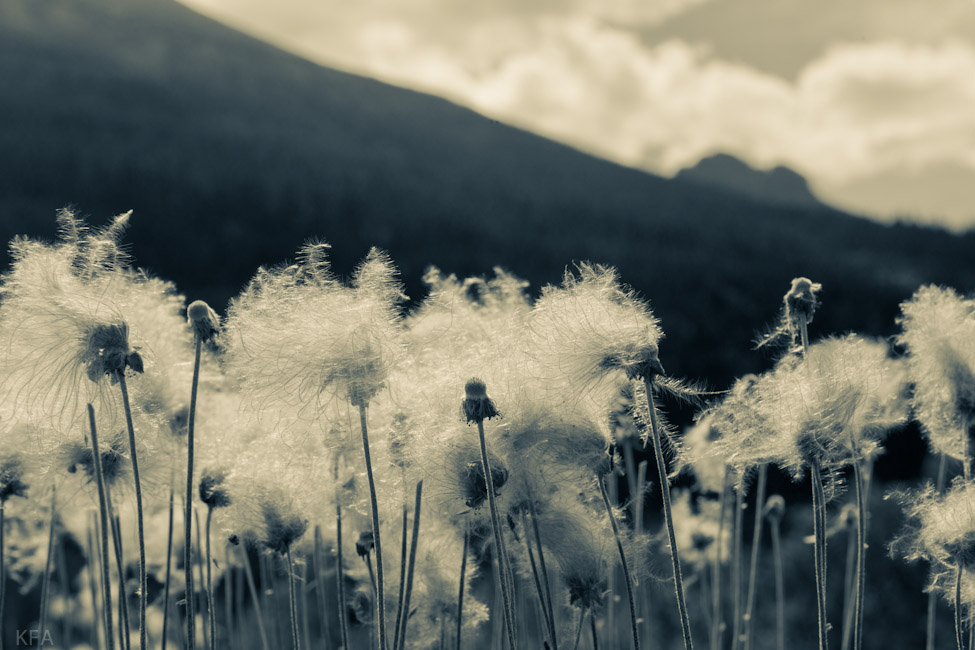 Glacier Park 8657