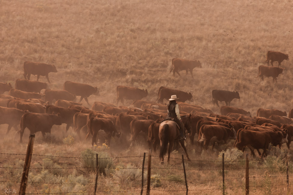 Indian Cattle Drive