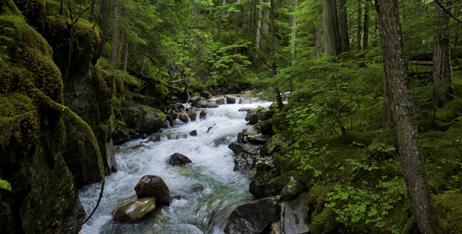 Begbie Falls Rain Forest 9675
