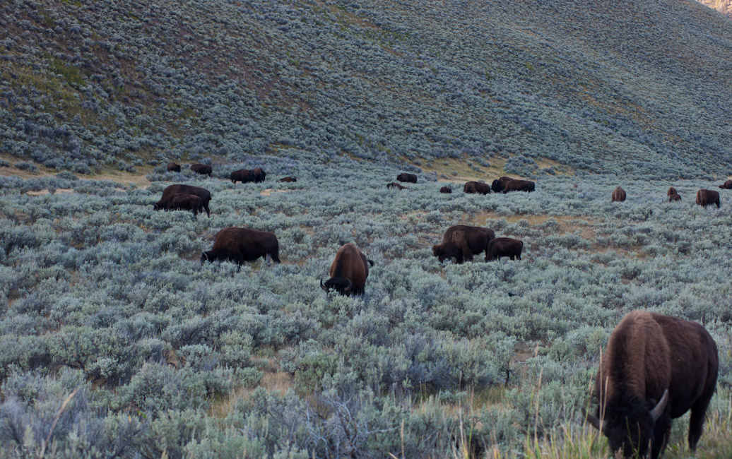 yellowstone 0234