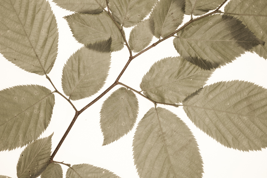 Birch Leaves