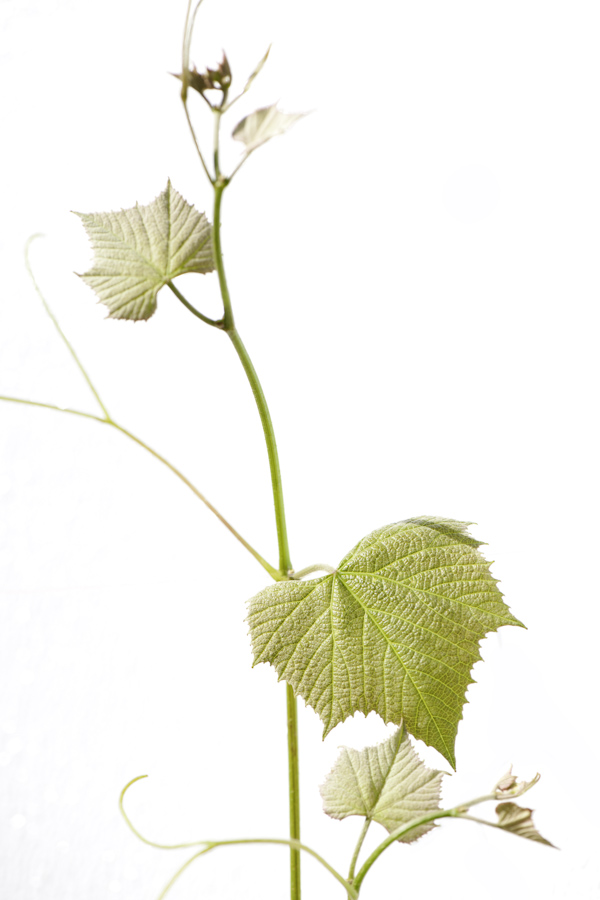 Grape Leaves 7769