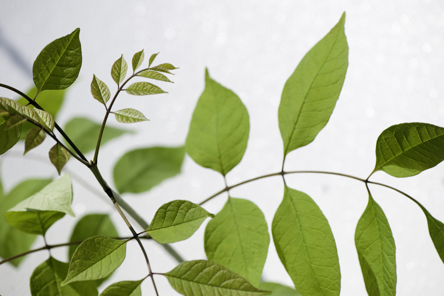 Vine Leaves