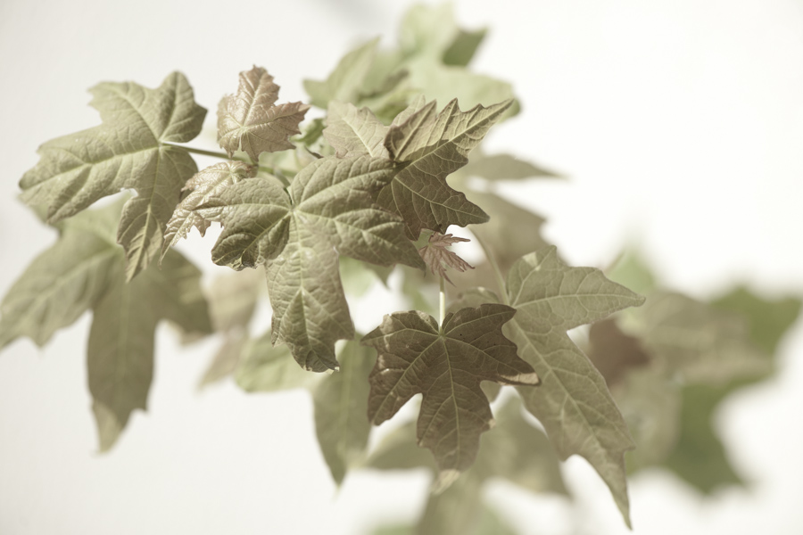 Young Maple Leaf 7803