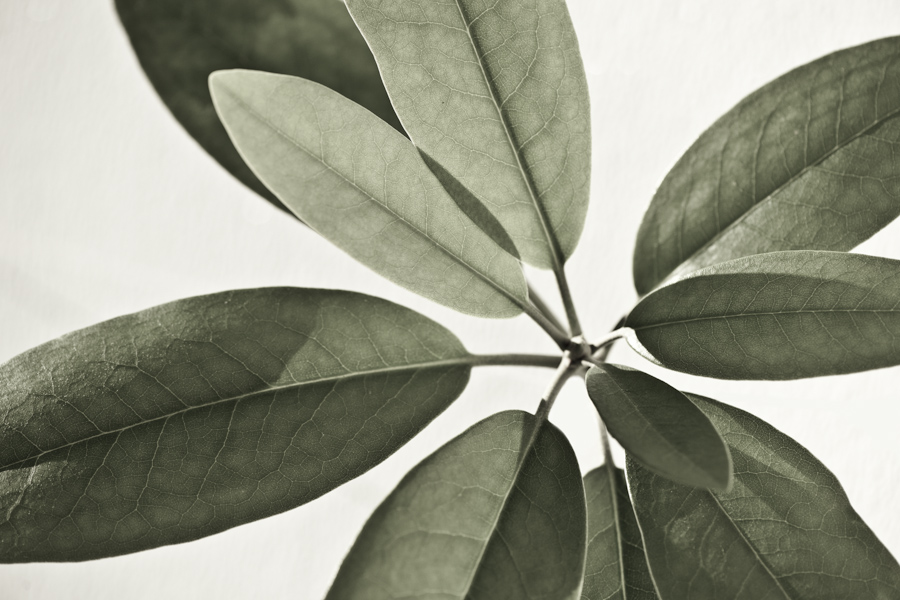 Rhododendron Leaf 7836