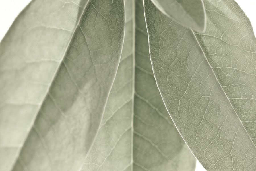 Rhododendron Leaf 7842