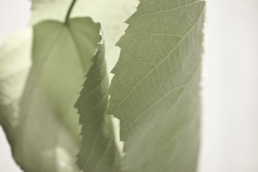 Leaves 7878