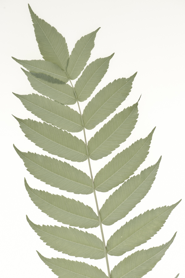 Sumac 7928