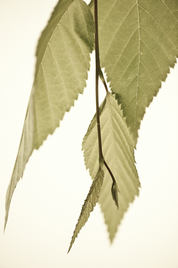 Birch 7943