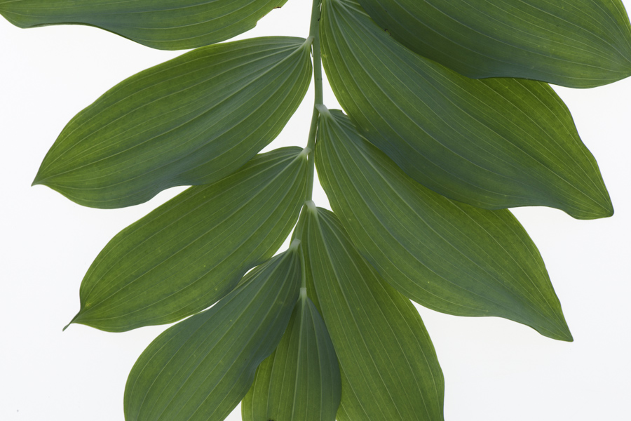 Leaves 8055
