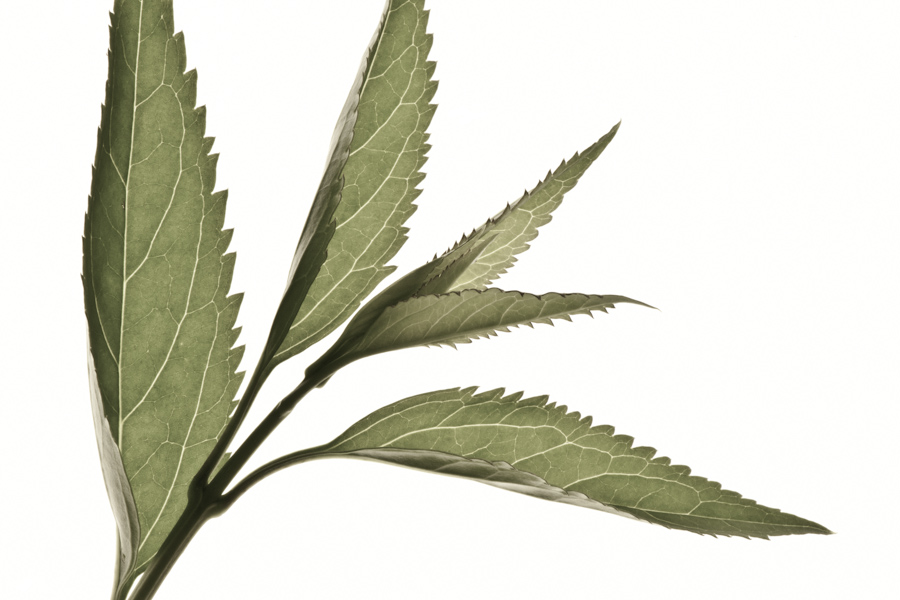 Leaf 8001