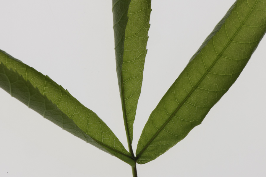 Leaf 8045
