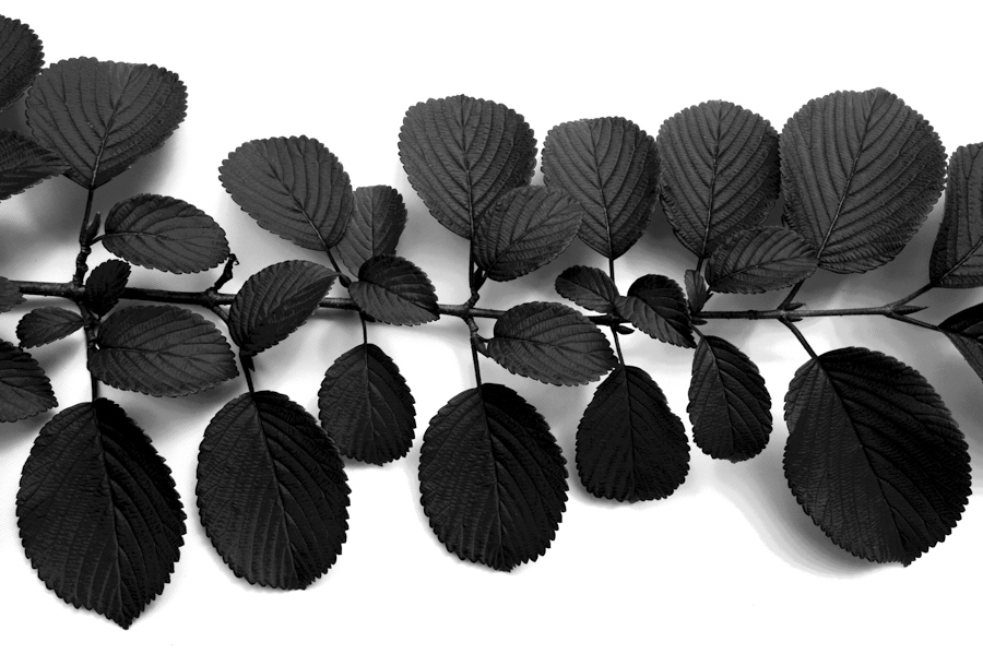 Leaves 5747