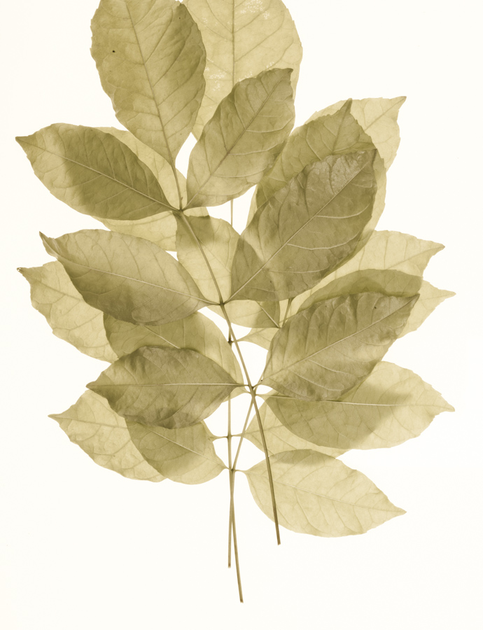Leaves 2853