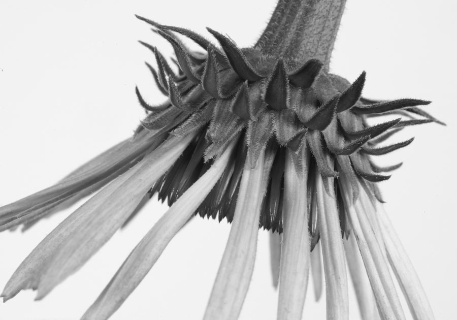 Echinacea 2752 