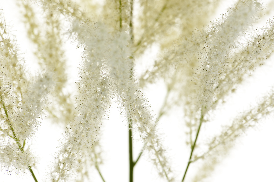 Flower 7982