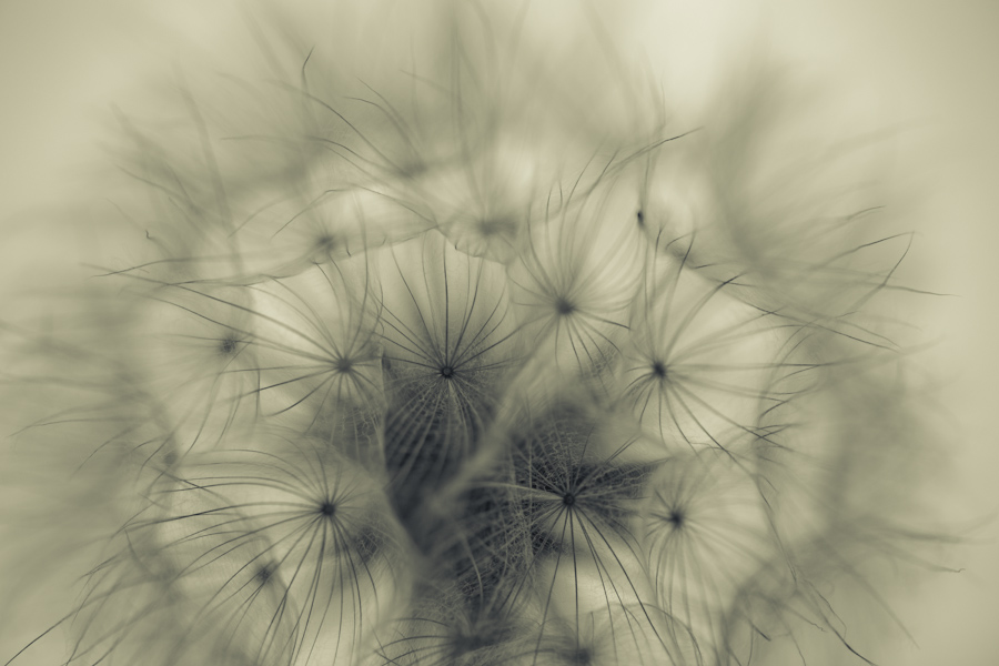 Seed Head 8010