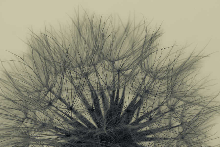 Seed Head 8020