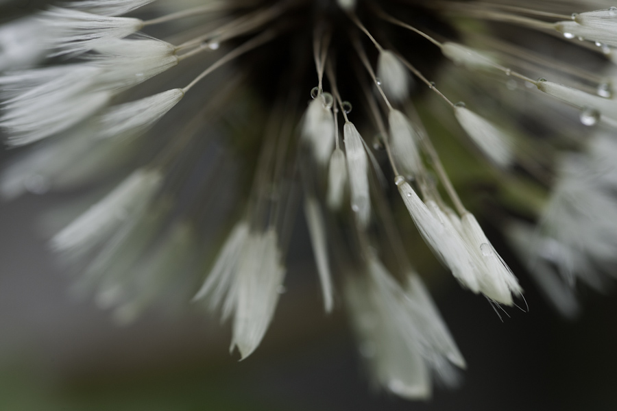 Dandilion-2032